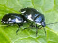 Tritomegas sexmaculatus
